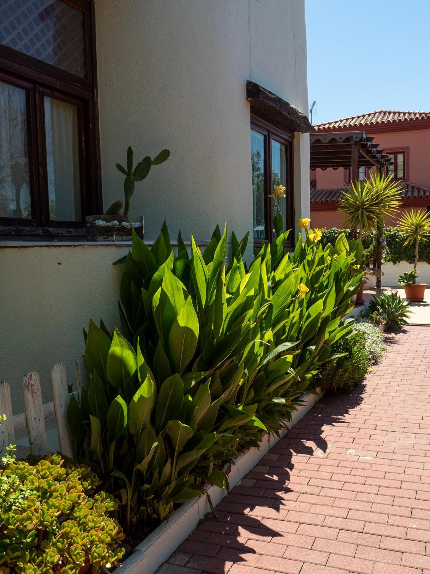 Ibicenca * Benalmádena