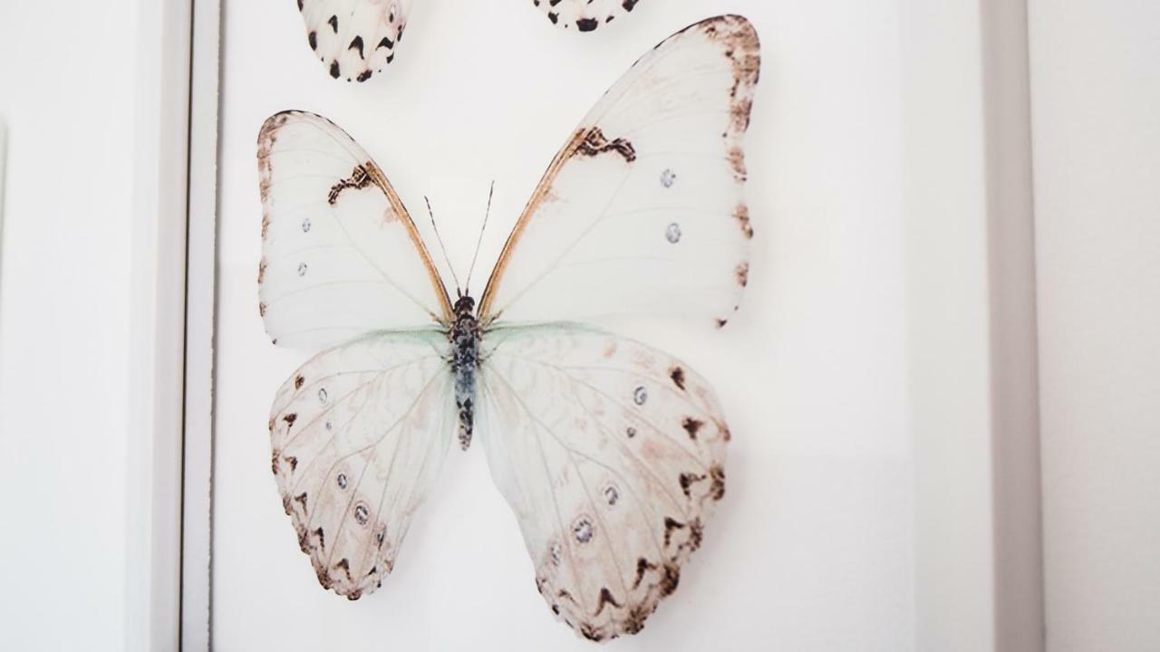 Casa De Mariposas