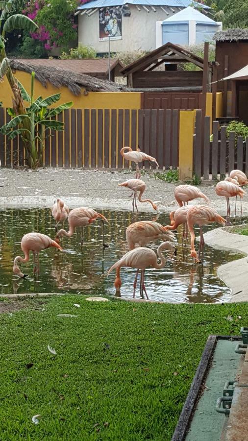 Bonanza * Benalmadena